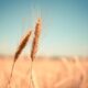 Пшеница. Фото: Pixabay.com